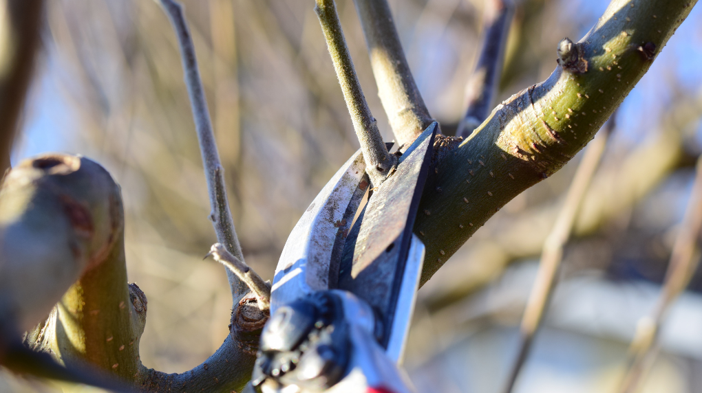  Как же правильно обрезать свои растения  #обрезкасадовыхдеревьев