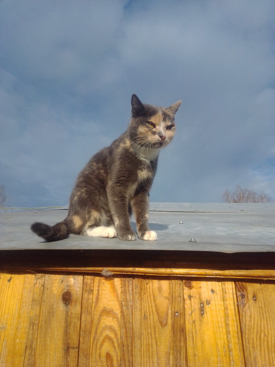 Это наша спасительница Муся.. трёхцветная окраска говорит сама за себя.