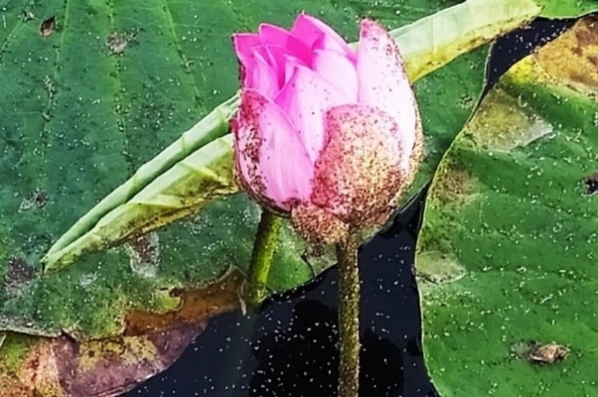    У озера лотосов под Волгоградом обустроят мобильную площадку для туристов