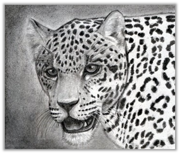 Как нарисовать ягуара поэтапно | Рисунок ягуара карандашом
