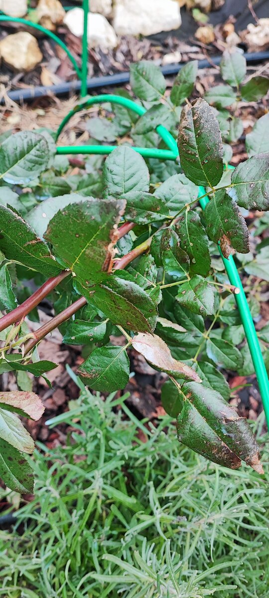 Kolner flora не выдержала столько дождей, заболела