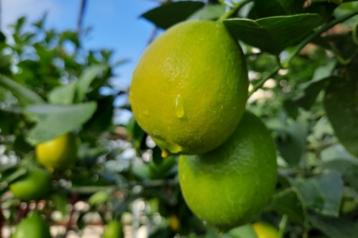    Волгоградцев приглашают полюбоваться урожаем цитрусовых