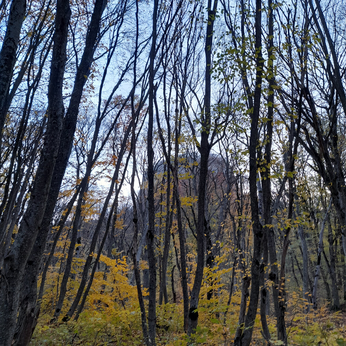 Кабанка загадочно проглядывает сквозь листву