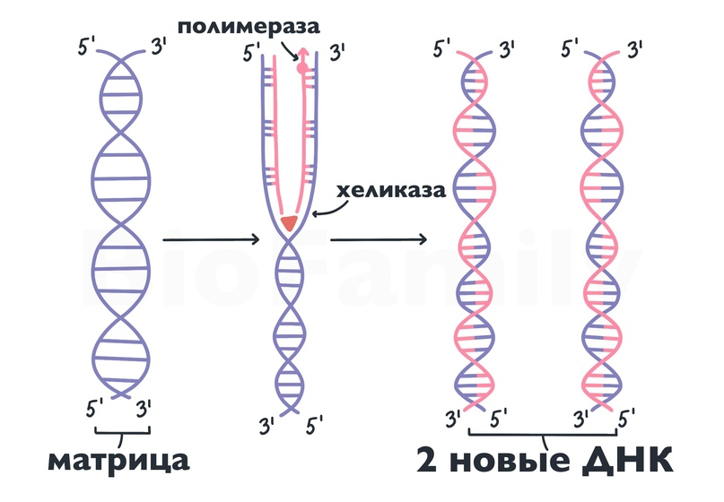 Матричные процессы. Удвоение молекул ДНК происходит в интерфазе.