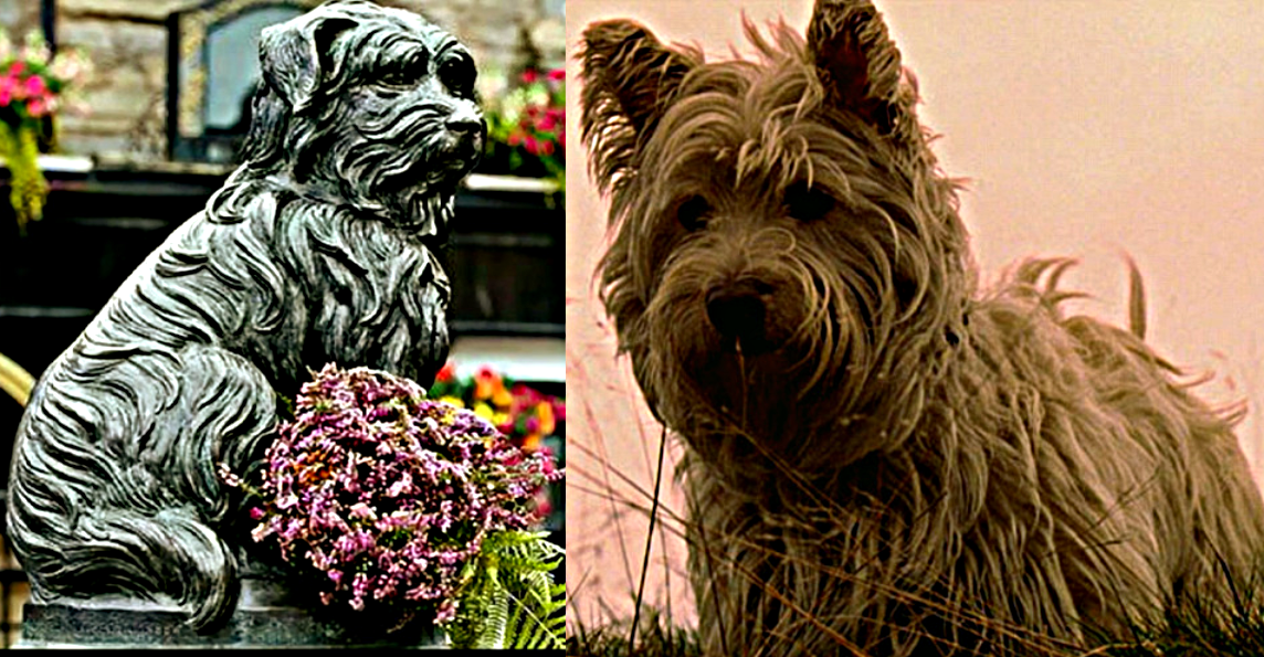 Скайтерьер Бобби (фотографии открытого интернета)