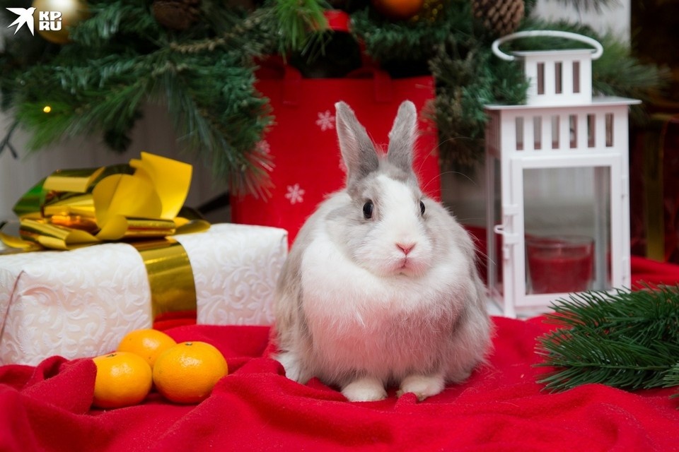     Собери мандарины и получи призы. Валерий ЗВОНАРЕВ