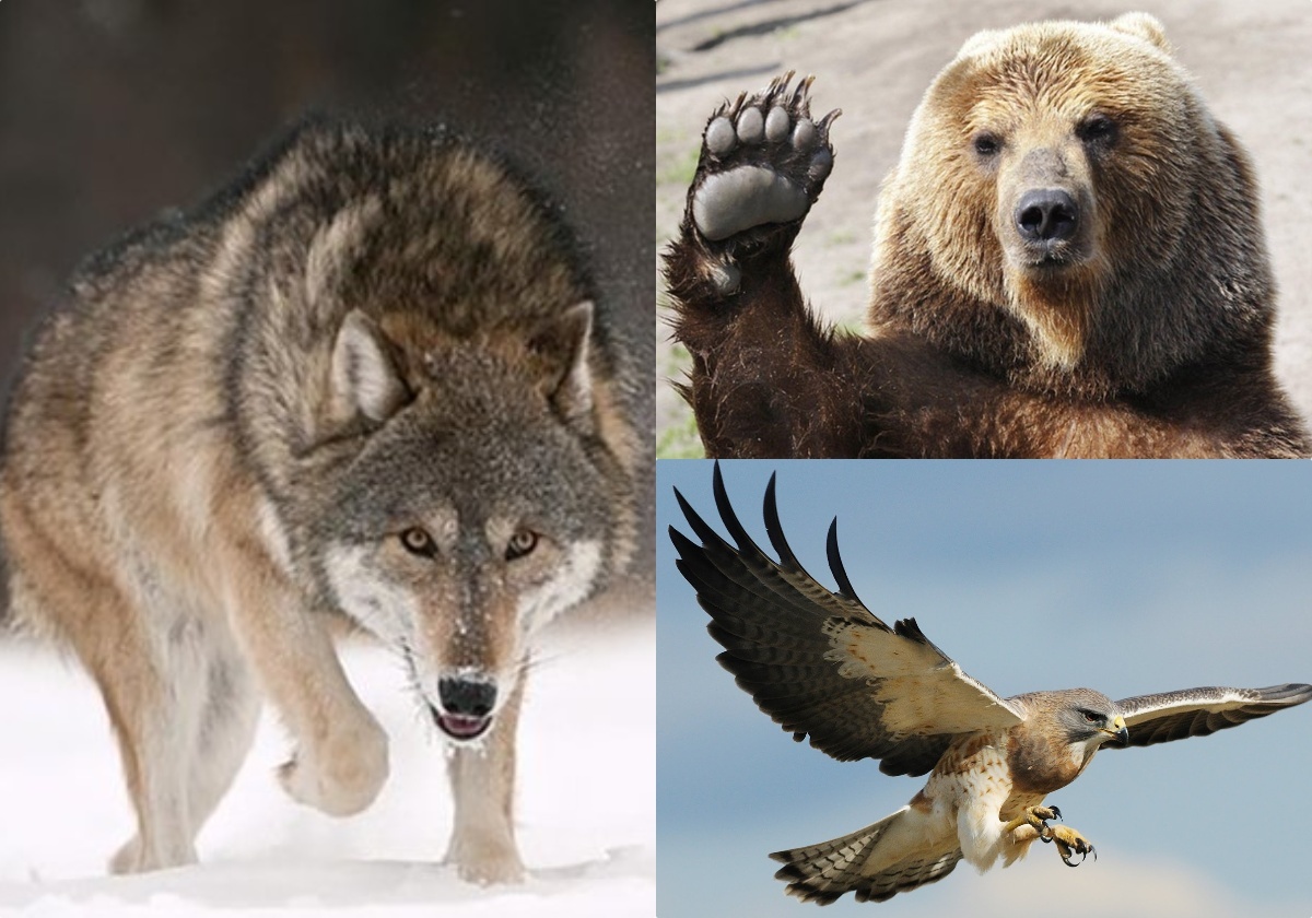 Символы Турции - волк, России - медведь, США - ястреб