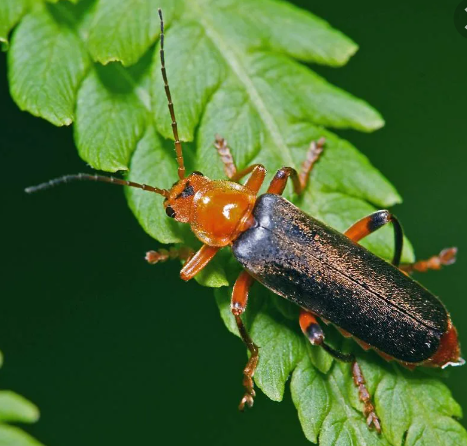 Чем питаются жуки пожарники. Жук Cantharis. Жук пожарник мягкотелка. Жук мягкотелка рыжая. Жук мягкотелка Cantharis.