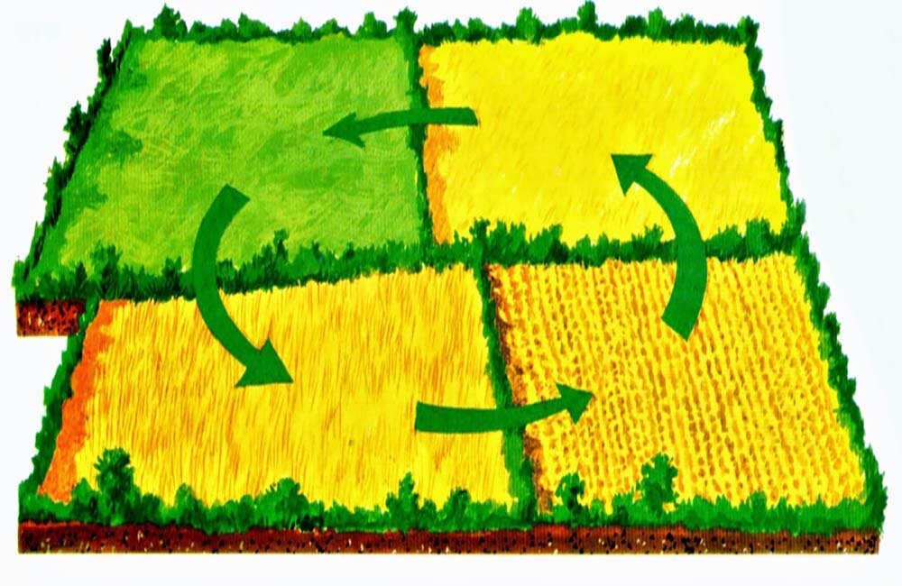 Поле из 4 элементов. Травопольная система земледелия. Система севооборота. Севооборот поле. Полевой севооборот.