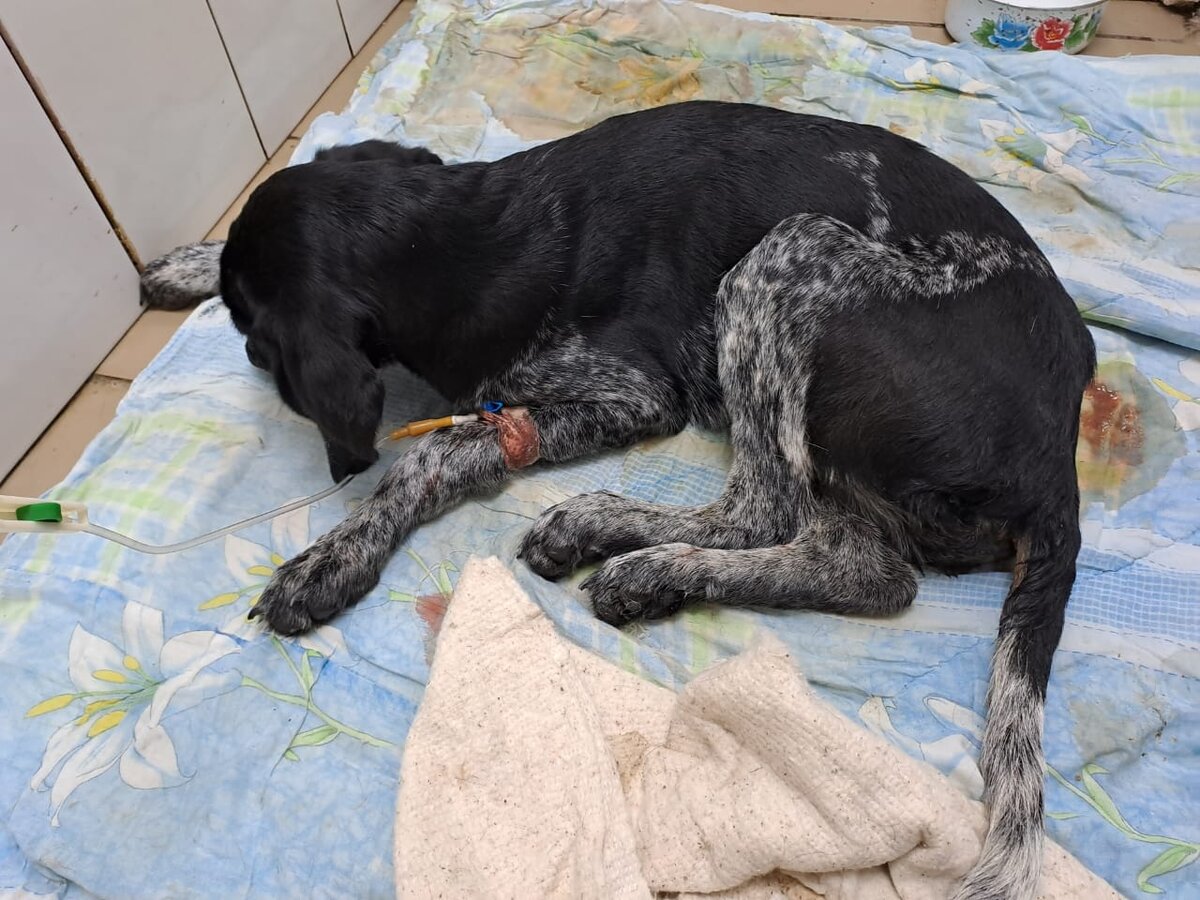 Щенок в ужасном состоянии