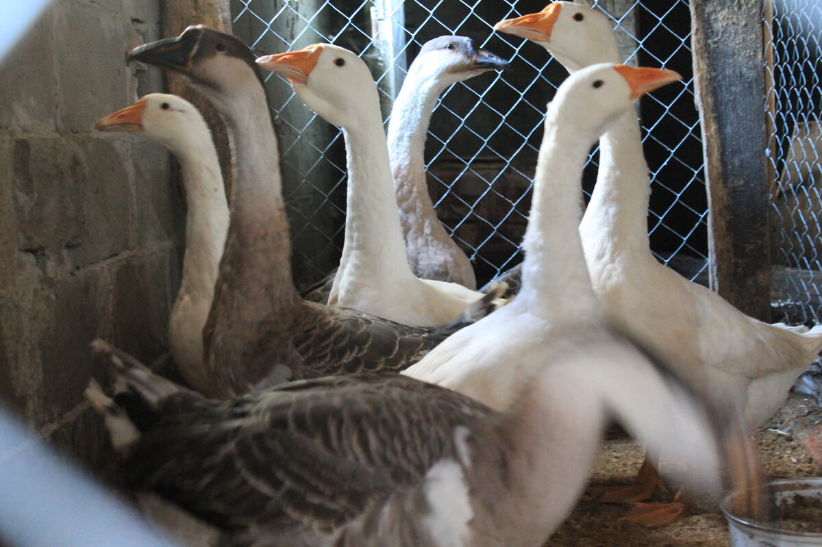 Наши гуси.