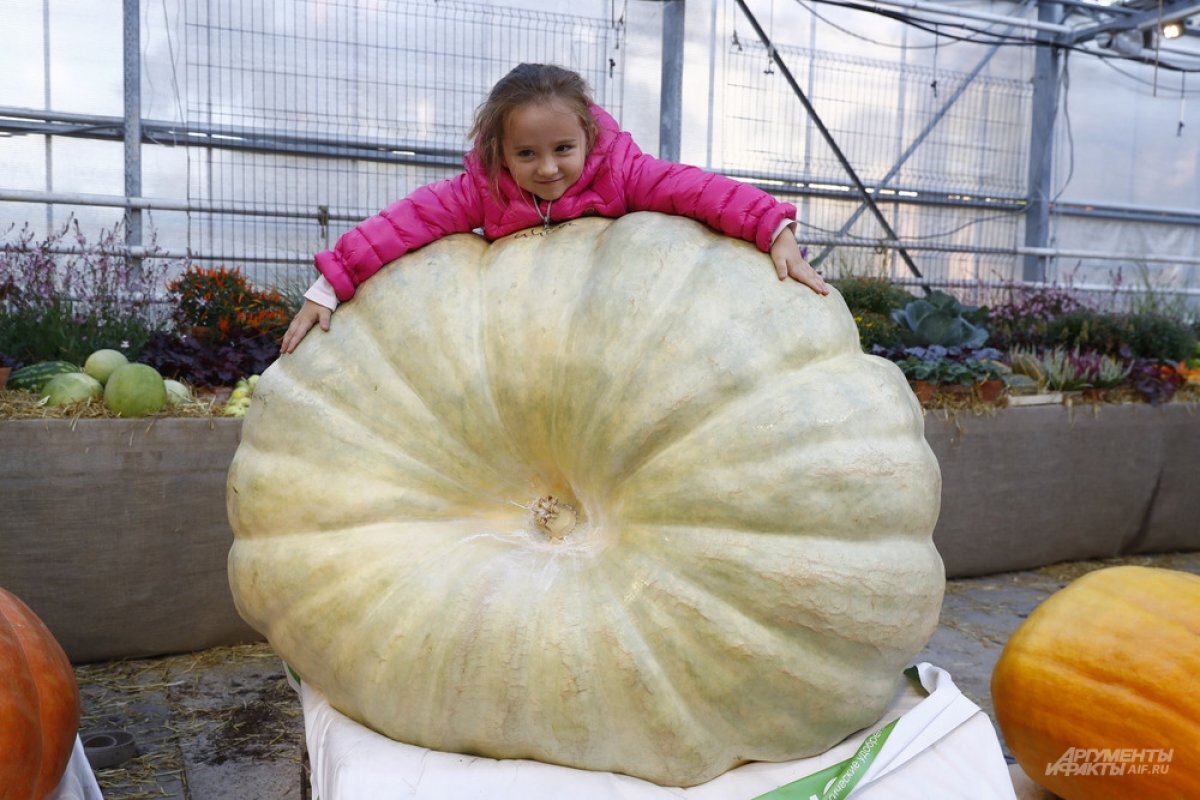    Битва гигантов.