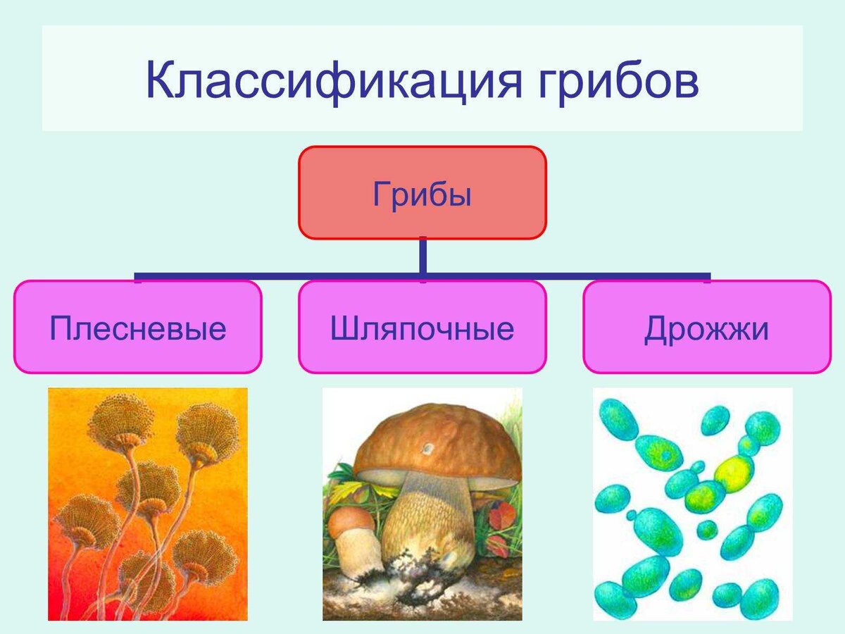 Царство грибы 5 класс биология презентация