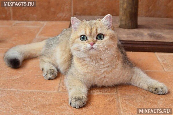 Британская кошка шиншилла – описание породы и организация ухода |  mixfacts.ru | Дзен