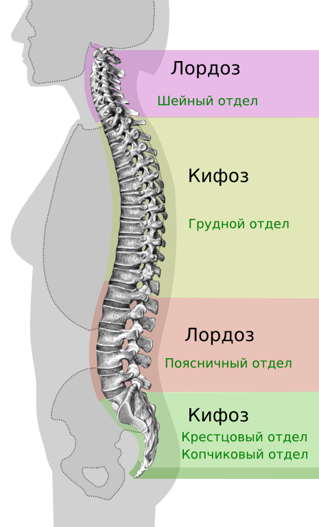 Лордоз и кифоз фото