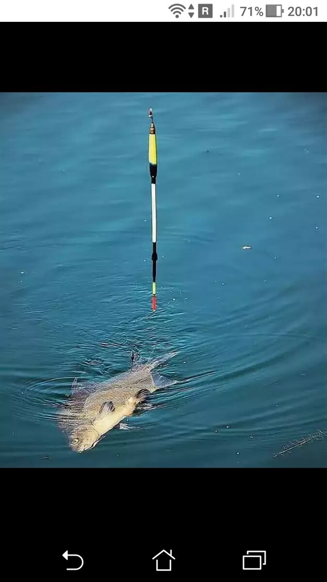 фото Как поймать леща на удочку - с берега.