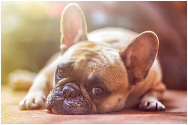 Кстати порода Хэлли - французский бульдог