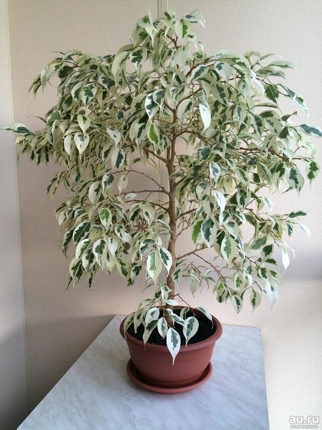   Фикус Бенджамина - одно из самых популярных вечнозеленых растений, используемых в качестве украшения любого помещения.-2