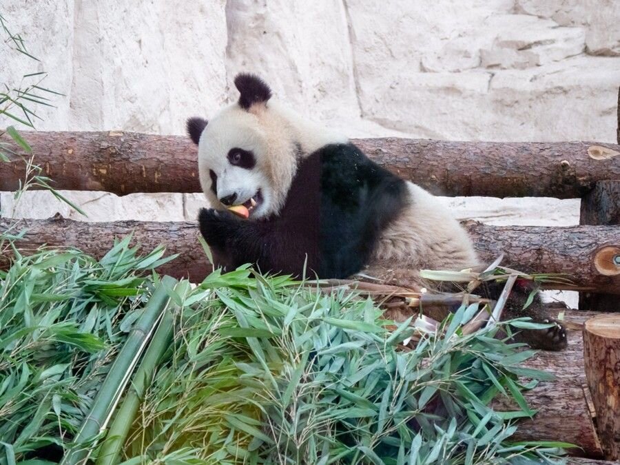Во сколько обойдется аренда панд Московскому зоопарку за 15 лет?