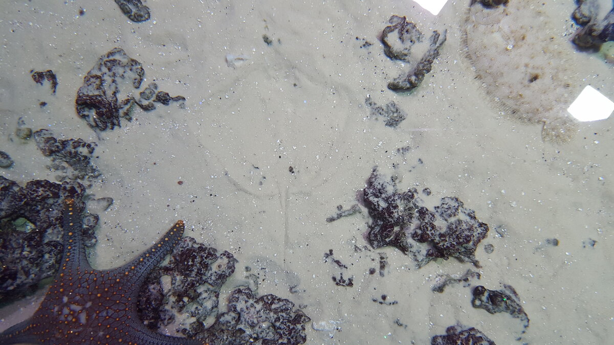 След на песке, оставшийся после того как в нём скрывался скат. А вы видите камбалу? 