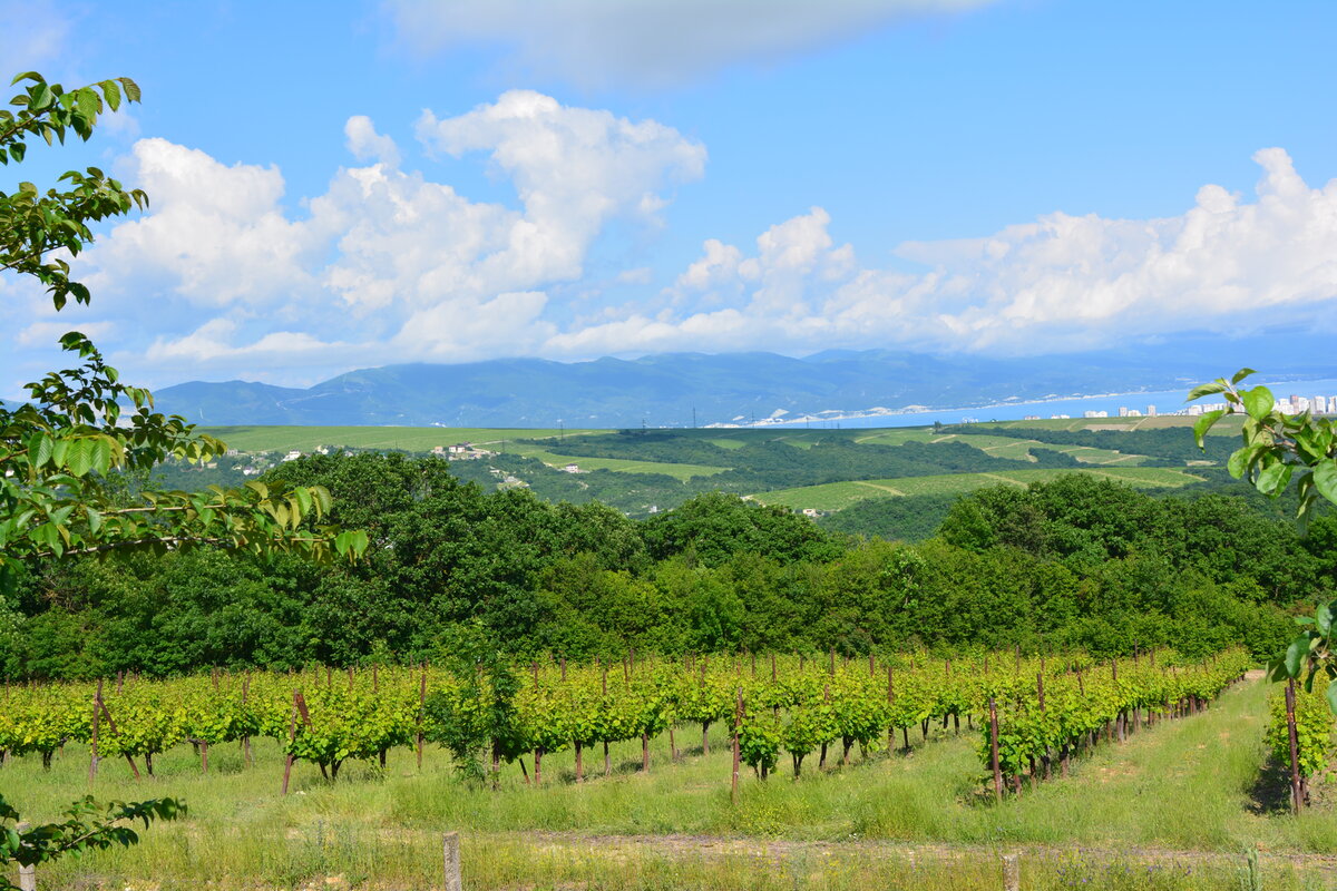 Море, горы, виноградники... Разве это не похоже на рай на земле?)