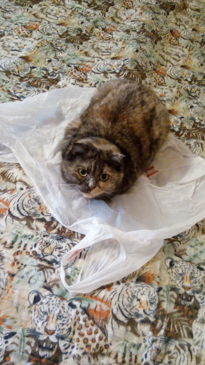 Мой пакет, занят