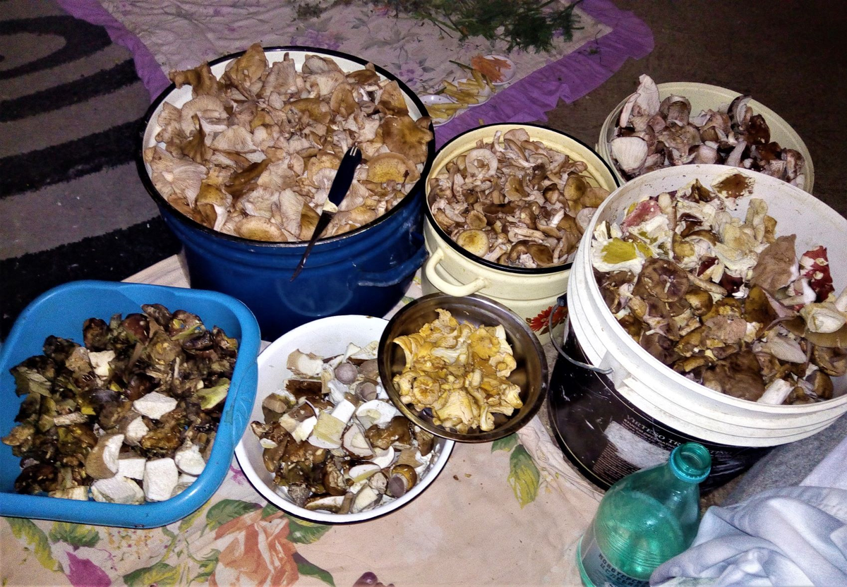 Однодневный прочищенный и порезанный улов - 39,5 кг. Фото автора