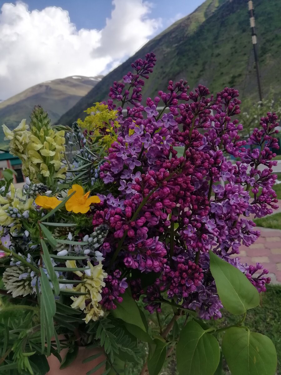 Цветы приносят столько пользы и радости для человека, что их не возможно не любить...
