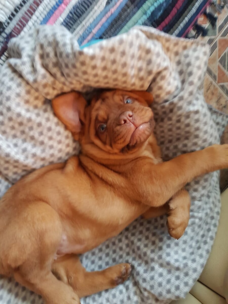 Наша шкода.




Ева зависла на полу с игрушечной собачкой и с удовольствием её трепала.
Я была безмерно рада такому повороту дел.
Наконец-то, девочка чем-то занялась самостоятельно!
Значит, мне можно спокойно выпить кофе.
Или посидеть с компом.
Или перекусить.
Поучиться.
Вариантов - миллион. 
Главное, вписаться во время, пока она занята собой.


Колебалась я недолго.
Выбрала чашечку кофе. 
Сварила.
В предвкушении присела на барный стул за стойку.
Осторожно сделала глоток.


К этому времени голова плюшевой собачки была успешно оторвана, внутренности выпотрошены на пол и уже в следующий миг рыжая бестия с азартом кусала меня за ногу.
При таком раскладе пить горячий кофе - совершенно невозможно!
В одном моменте слишком много всего понапихано: 
и боль, и кофе, и любовь...)))
В горле категорически не умещалось "два в одном" -
горячий напиток и мой крик, означающий крайнюю степень возмущения.
Читаем, мат...🤩

Ногой пытаюсь отпихнуть рыжего крокодила. 
Не сразу, но удаётся.
В результате - кофе и на мне, и на барной стойке. 
Испытывая противоречивые чувства, высказываюсь.👿

Обиженная Ева отходит от меня на пару метров в сторону, садится попой на ковер и начинает активно трясти мордой.
Наверное, вытряхивает из ушей все нелестные эпитеты, сказанные в её адрес.
Потом удаляется, неспешно шевеля округлыми бедрами.

Допиваю остатки кофе.
Вытираю столешницу и облегченно укладываюсь на диванчик - учить уроки.
Мне нужно сделать пару упражнений и вызубрить новые слова, заданные на дом.
Выучила.
Три слова. 
Или четыре.
Больше не успела, потому что вернулась Ева.

Девочка принесла мячик с приглашением поиграть.
Я не прониклась.
Псинка выплюнула мяч и ушла.
Тут же, вернулась из ванной с моим полотенцем в зубах. 
Ну, нет!
Новое, большое и мягкое... 
Не дам, ни за что!
Я соскочила с дивана.
Бились недолго. 
Я, понятно, победила.
Чисто, задавила массой.😛

Вернулась на диванчик.
Осознала, что в борьбе за имущество забыла то, что выучила до этого.
Последствия стресса, не иначе.))
Вздохнула и начала зубрить снова.

В холле что-то зашуршало и хрустнуло.
И ладно.
В учёбе - главное не отвлекаться!
Углубляюсь в учебник.
Стараюсь, прям, осознанно так углубиться и учиться, учиться и учиться..

На кухню, где я уютно разместилась с учебниками, снова заходит Ева.
Её счастливая морда почему-то черна, а в зубах девка тащит часть гибискуса.
Хааааароший такой кусок!
Ветку, практически. 
Ах, ты..
В ярости соскакиваю с дивана.
Евка выплевывает добычу и убегает.

Выхожу в коридор.
Земля - на полу, земля - на ковриках.
Вокруг горшка с розой валяется куча оборванных листьев.
Стиснув зубы (при детях материться - нехорошо!), всё убираю.

Ева притаилась где-то в засаде.
По-хорошему, надо бы её отловить и вымыть грязную морду.
Или не вымыть, а настучать.
Чиста, в воспитательных целях.

Решила, что учиться важнее и вернулась на кухню.
Поиски рыжей морды отложила на потом.
Диван. Учебник. Тетрадка.

Только пристроилась, возвращается фурия и дает понять, что теперь она хочет кушать.
Видимо, розой не наелась.
Вздыхаю.
Встаю и насыпаю Еве сухого корма.
По окончанию собачьей трапезы - осуществляю помывку грязной морды и миски.
Возвращаюсь на место своей дислокации.

Диван, учебник, тетрадь.
Чудеса незаурядного интеллекта проявляю недолго - 
в поле моего зрения снова возникает Ева.
Настырно лезет ко мне на кожаный диван и царапает его своим острыми когтями.
Мне достается тоже.
Спихиваю щенка на пол и начинаю орать:
" Отвали! Ты можешь заняться чем-нибудь сама, без меня?"

Я разозлилась.
Вот, Еве надо и всё!!!! 
Поэтому, все немедленно встали и побежали давать ей это "надо". 
Добывать. 
Приносить.
Подкидывать и подбрасывать.
Ей все равно, что у меня есть свои дела. 
Пользуется тем, что я её люблю и переходит границы дозволенного.
Да, фууууу!

Обиженная Евка фыркнула.
Ушла в соседнюю комнату и забравшись на кресло, смотрела на меня оттуда взглядом, полным вселенской тоски и боли.
Я вернулась к своим учебникам.

Думалось...🤔
Но не о заданном уроке.

В человеческой жизни инструментами для достижении цели 
(мечты, идеи, миссии) может быть всё - 
люди, соглашения, свои и чужие чувства, вещи, деньги,
навыки, дружба, доверие.
Мы все, с умыслом или без, используем друг друга.
Однако..

Намерения, область реализации и форма достижения цели - у людей разные.
* Кто-то в своих устремлениях - взаимодействует, а кто-то паразитирует на других.
* Часть людей достигает мечты в одиночку, а часть - в команде.
* Одни добиваются результата только для себя и с выгодой, 
а другие - для семьи, для друзей, для мира и относительно бескорыстно.
* У кого-то мечта живет в сфере материального, у кого-то в сфере эмоционального.

Как понять, где заканчивается честное достижение цели и начинается эгоизм и захребетничество?

Как уловить момент, когда один человек становится для другого лишь использованным средством реализации проекта и перестаёт быть его полноправным участником?

Все мы эксплуатируем друг друга в процессе жизни, как бы некрасиво это ни звучало.
Корыстно или бескорыстно.
Что есть, то есть.
Или всё же... 
Всегда только корыстно ( в той или иной степени)?

Потому что, для достижения чего-то нужны СРЕДСТВА, которыми мы друга для друга являемся.
А тааак хочется выглядеть в своих глазах - хорошей и бескорыстной девочкой.🤯
Не плохишом.
