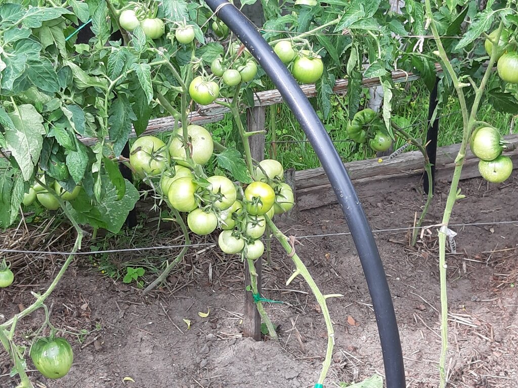 Нижние листья обрезаны. Фото автора.