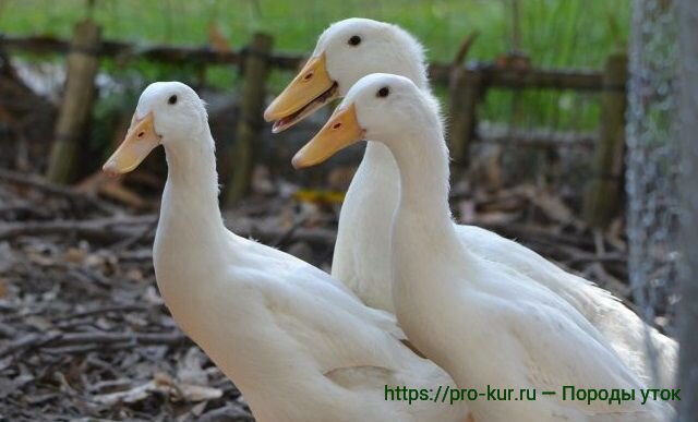 Какие породы уток являются лучшими для домашнего разведения