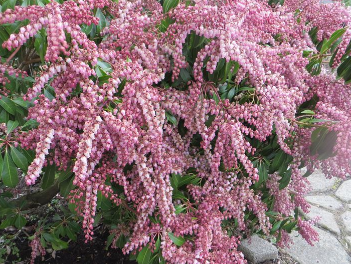 Pieris