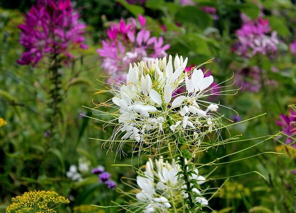 Клеома Cleome Clio Magenta