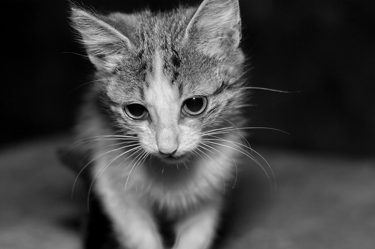 Кошка которая всегда как котенок