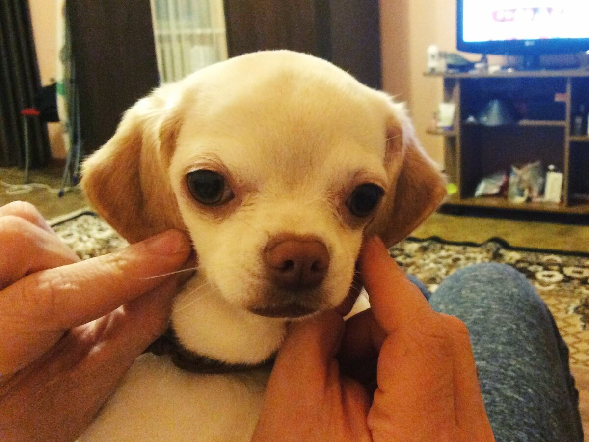 Всем привет, я чих Рональдо, но в душе я настоящий охотничий Спаниэль. 