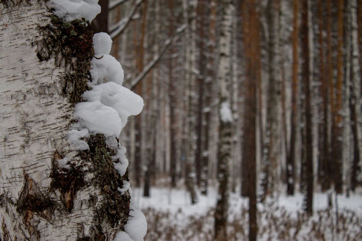 Фотовыставка поход в зимний лес