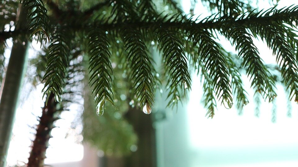https://cdn.pixabay.com/photo/2017/08/29/14/15/pine-2693466_960_720.jpg