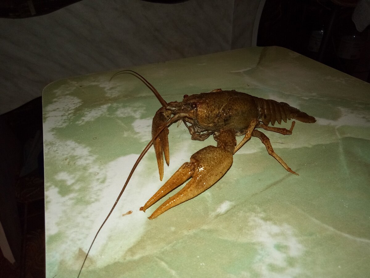 Красавец, с длинными усами