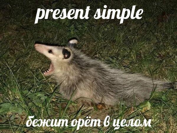 It  runs and cries. (in general)  (картинка взята из свободного источника)