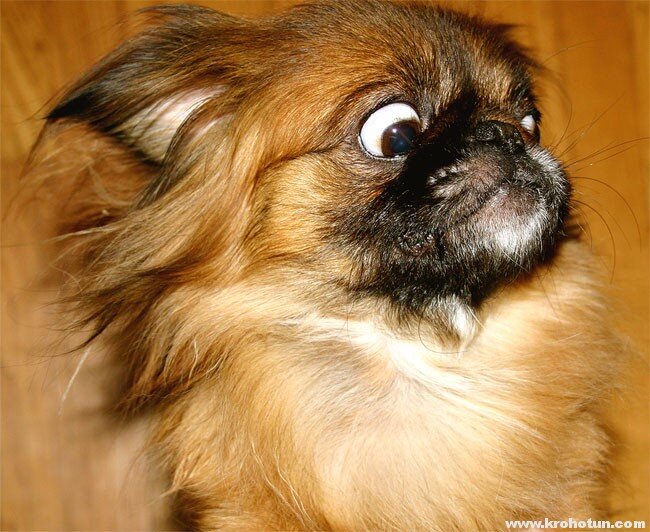 Пекинес в удивлении)))