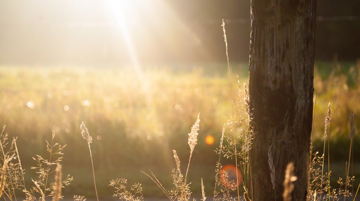 https://images.unsplash.com/12/sun-trees.jpg?ixlib=rb-1.2.1&ixid=eyJhcHBfaWQiOjEyMDd9&auto=format&fit=crop&w=1497&q=80