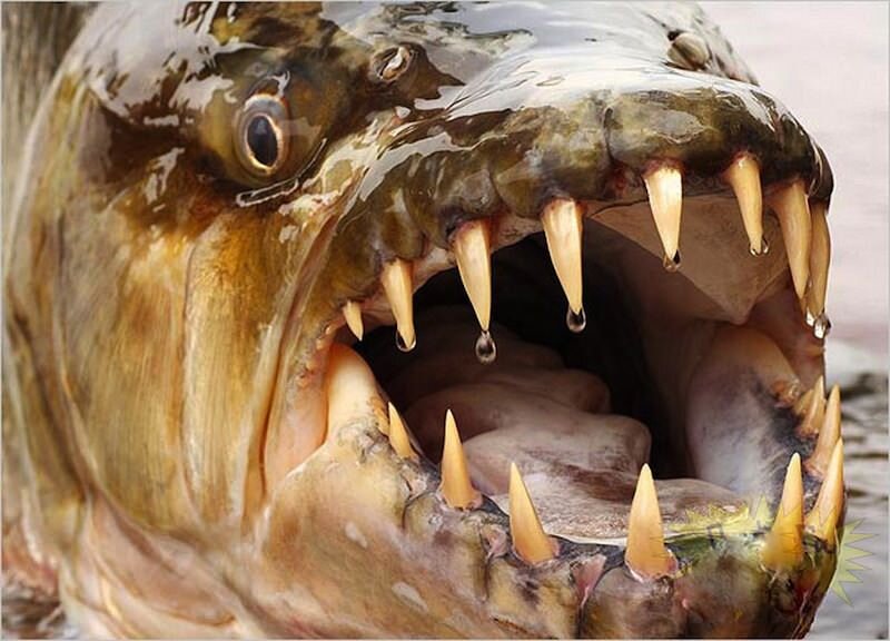 Тигровая рыба