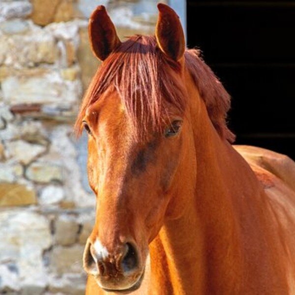 Жеребец Эолус 