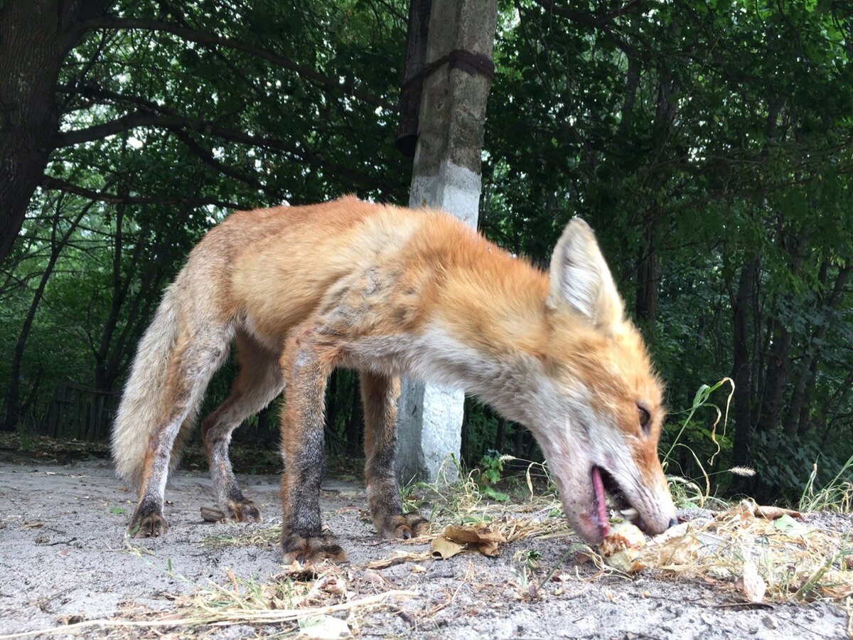 Чернобыльские лисы
