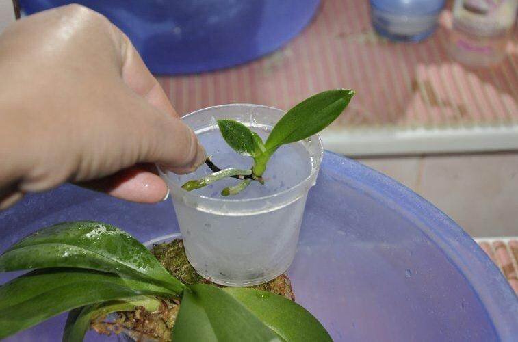 Как размножить орхидею (Источник: Яндекс.Картинки)
