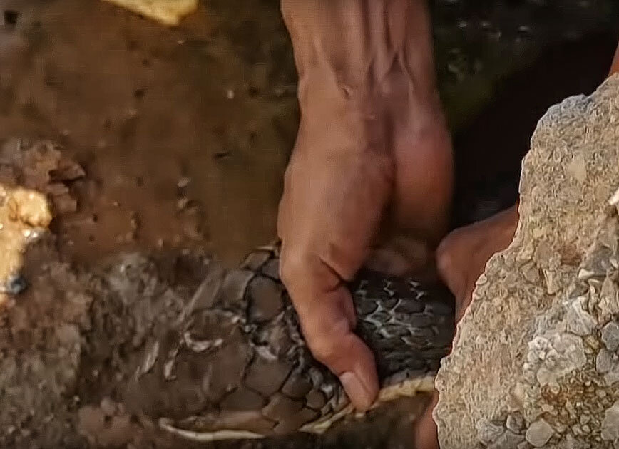 Таец поймал 4 метровую кобру голыми руками