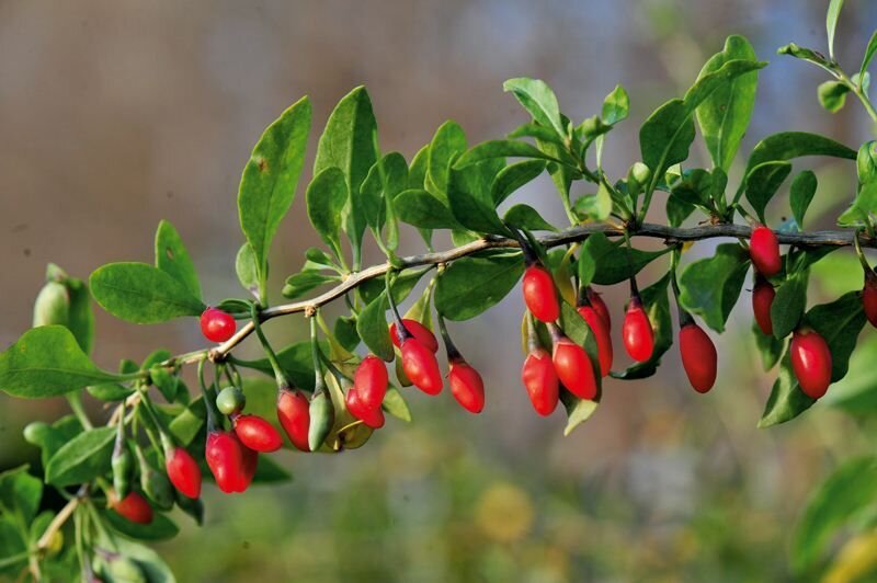 Дереза обыкновенная. Загружено из открытых источников.