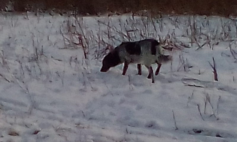 Бездомные собаки