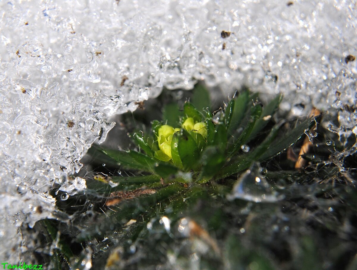 Драба (крупка) вечнозеленая / Draba aizoides