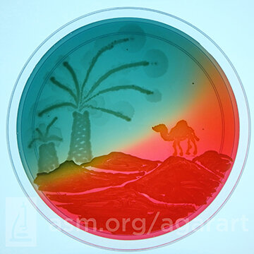 Работа из ОАЭ. Ablution можно перевести как очищение или омовение